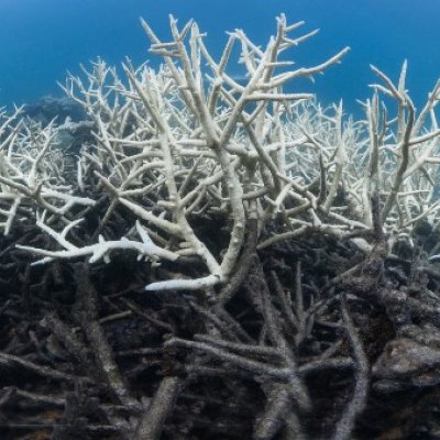 Coral skeleton rubble. 